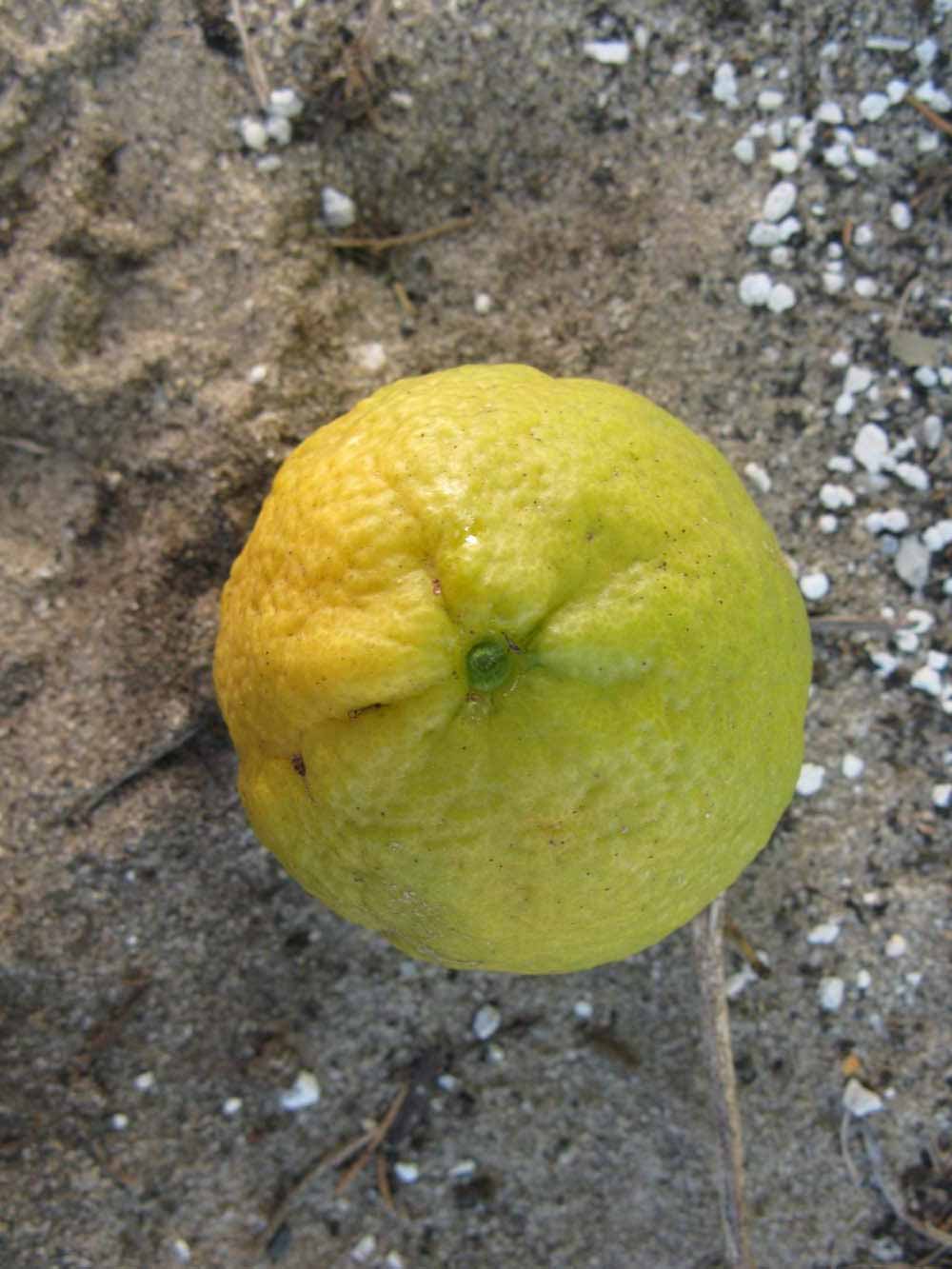              Fruit (Winter Haven, FL)       